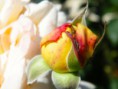 /album/natura/dscf9656-jpg/