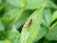 /album/natura/dscf0524-jpg/